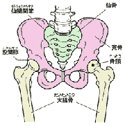画像：股関節・仙腸関節の図解と各部名称